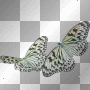 Butterflies Butterflies
