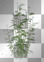 Grass