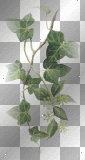 Ivy