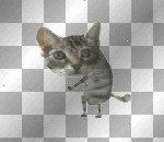 dancing cat