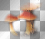 Mushrooms