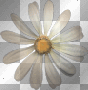 Flower Flower
