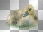 WIELKANOC EASTER TRANSPARENT WIELKANOC EASTER TRANSPARENT