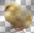 Chick - AT