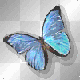 farfalla