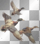 ducks..