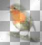 bird ©dK
