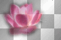 flower spring ©dK