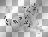 snow leopard