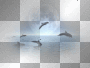 dolphin ©dK dolphin ©dK