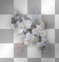 flowers ©dK