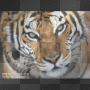 video de tigre