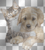 perro y gato