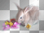 Easter rabbit