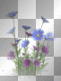 Flowers purple blue Flowers purple blue