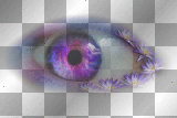 Eye purple fantasy flowers
