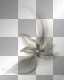 WIOSNA SPRING  TRANSPARENT FLOWER VINTAGE 