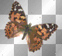 Papillon Marron Papillon Marron