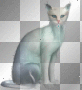 Cat Cat