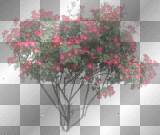 WIOSNA SPRING  TRANSPARENT  SUMMER TREE
