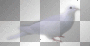 dove ©dK