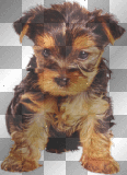 Yorkie