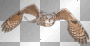 oiseau oiseau