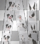 Dog photo booth pictures!!!!!!!!!!!!!!!!!!!!!!!!