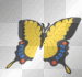 butterfly yellow