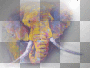 African elephant