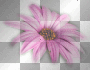 fleur printemps rose deco -c