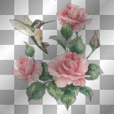 blume