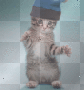 cat dance