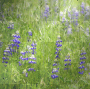 flowers +myates7