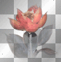 Flower Flower