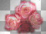 flowers ©dK