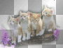 cats ©dK