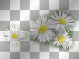 Flowers  -->Matildina98