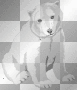 tp - white bear