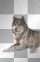 wolf ©dK