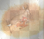 BAMBI N MOMMY