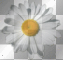 flor