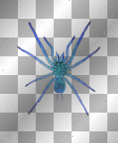 Blue Spider X-Ray Effect