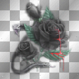 mejserr black roses