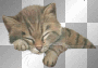chat transparent -c