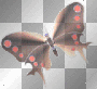 animated black red butterfly butterflies