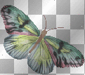 animated butterfly butterflies mariposa 