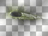 Bullet