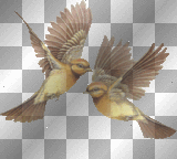 MELBA bird