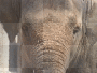 Elefant